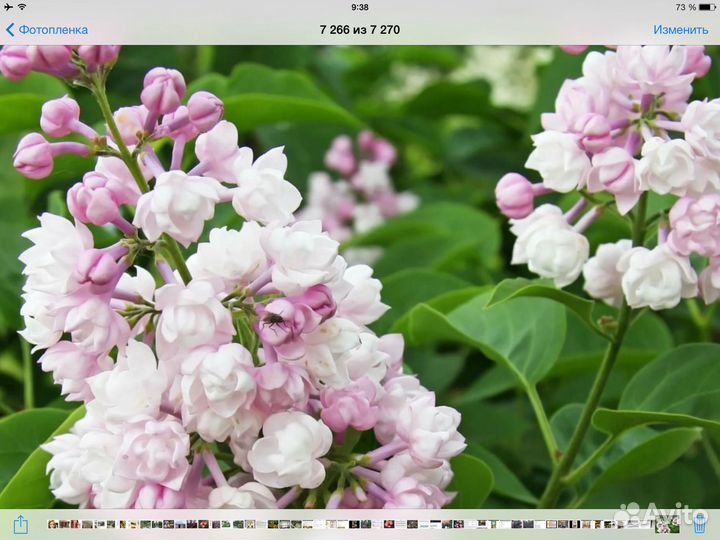 Сирень Красавица Москвы