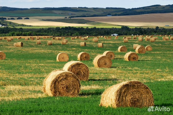 Продам сено