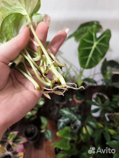 Эпипремнум