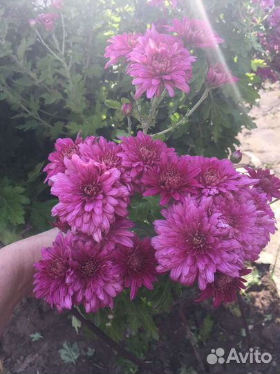 Хризантемы мультифлора