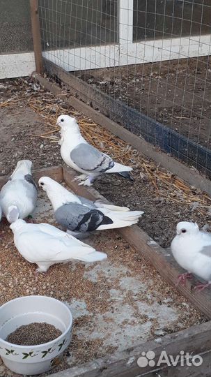 Голуби разных пород