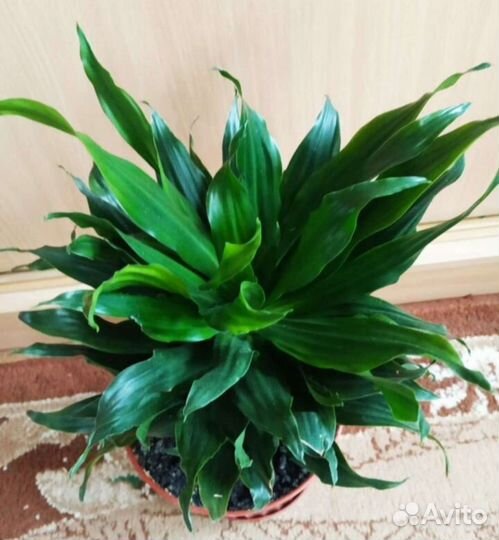 Драцена, Сингониум