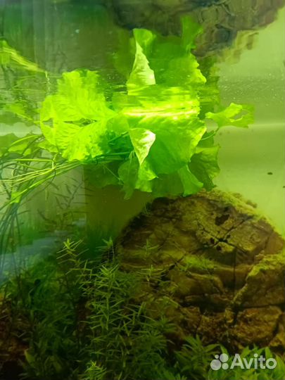 Аквариумные растения