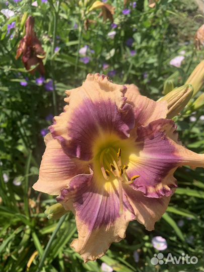 Набор лилейников