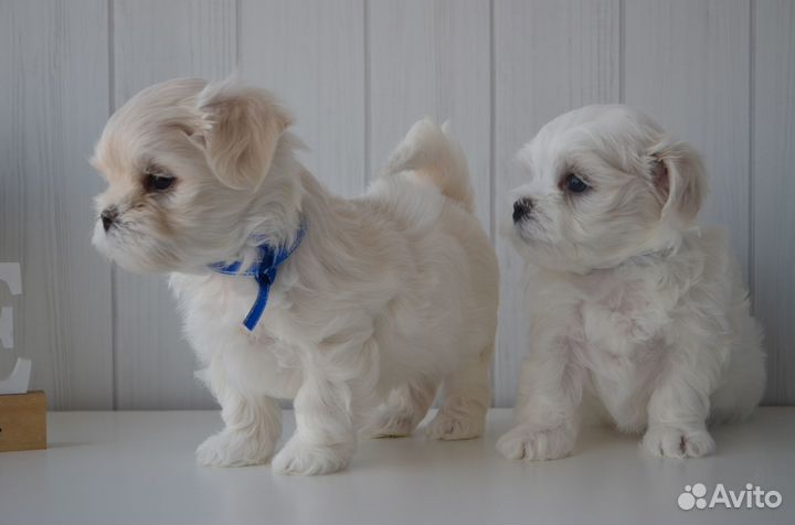 Щенки мальтезе мини