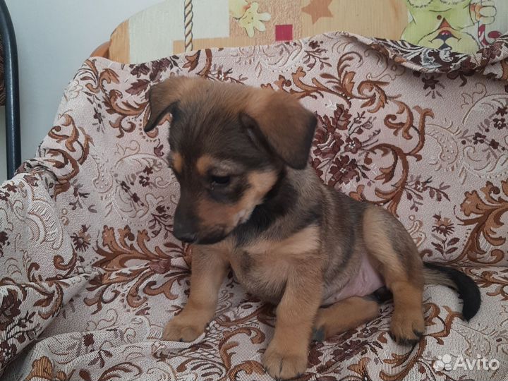Собака в добрые руки щенок