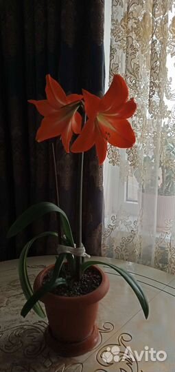 Цветы Гиппиаструм