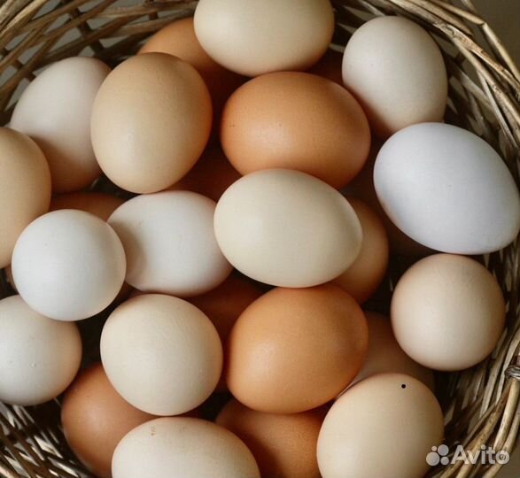 Домашние куриные яйца