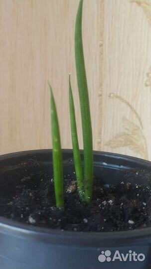Сансевиерия цилиндрика