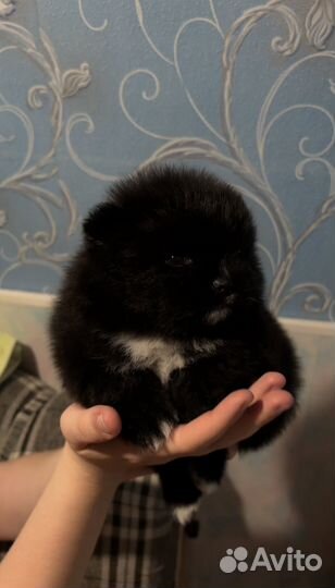 Щенки шпица