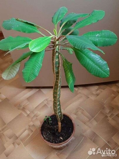 Эуфорбия молочай беложильчатая,золотой ус