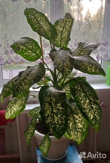 Диффенбахия