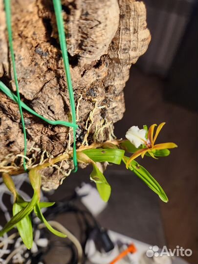 Орхидея Dinema (Encyclia) polybulbon