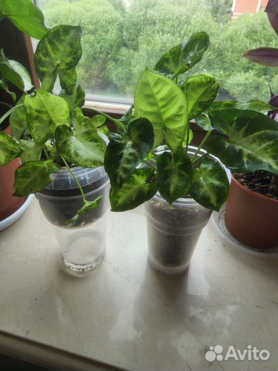 Сингониум пикси