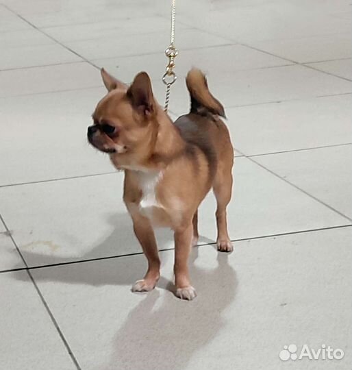 Кобель Чемпион Вязка