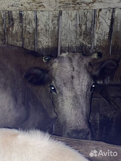 Корова высокоудойная стельная