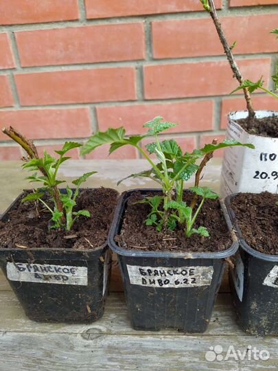 Ремонтантная малина Брянское Диво