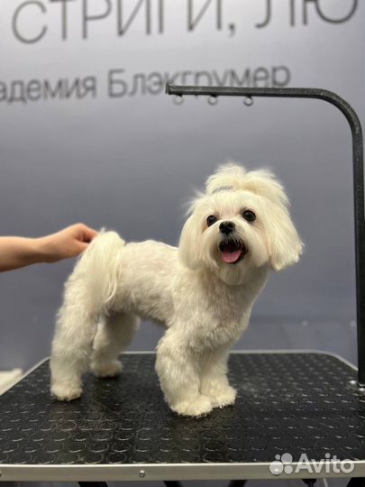 Грумер / стрижка собак