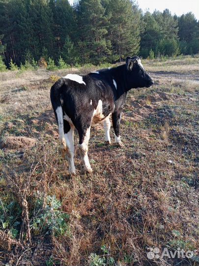 Телка на племя