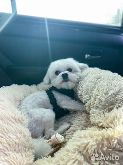 Мальтийская болонка мальтезе