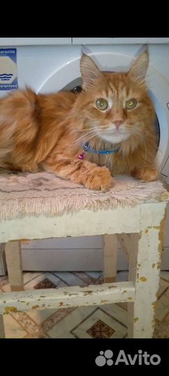 Рыжий кастрированный кот