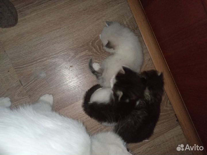 Котята отдам в добрые руки бесплатно