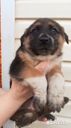 Отдам в добрые руки щенков