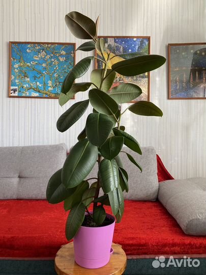 Комнатные растения для дома и офиса