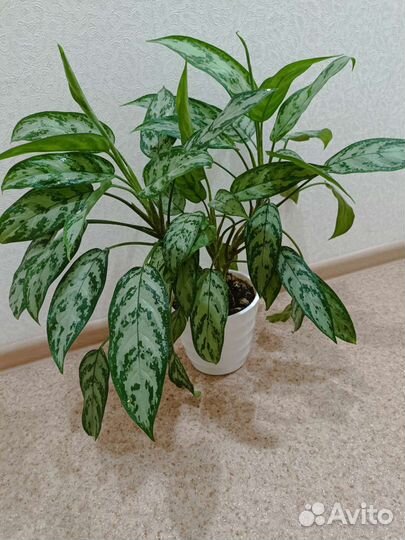 Аглаонема Плекрантус(мята) Псевдоэрантемум Авокадо