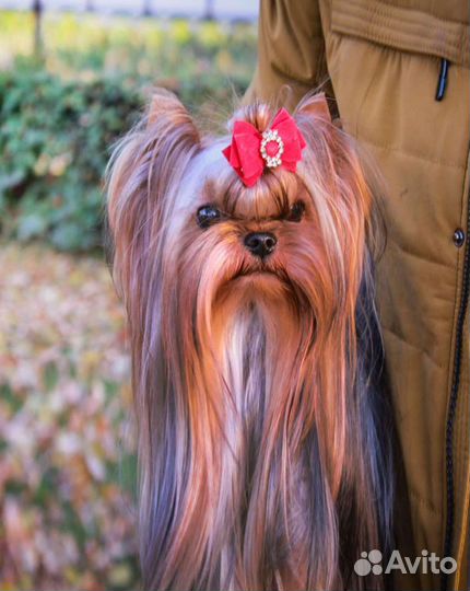 Мальчик йорк для вязки