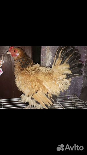 Куры,утки,индюшата,цыплята, инкубационное яицо