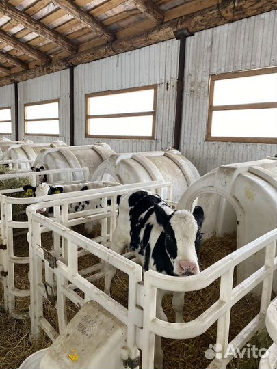 Бычки. Телята