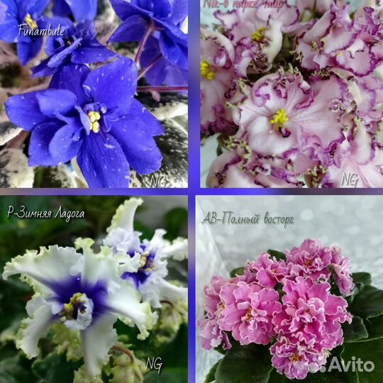 Сортовые фиалки