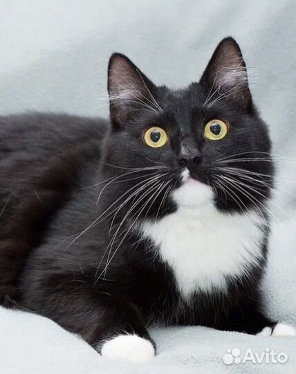 Кот Марс черно-белое очарование в дар