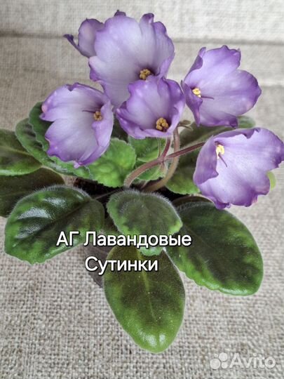 Сортовые фиалки