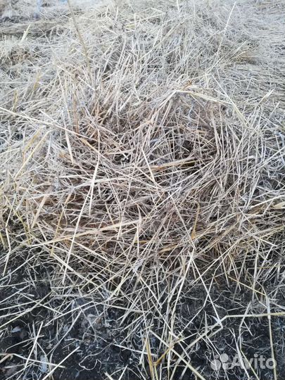 Сено солома