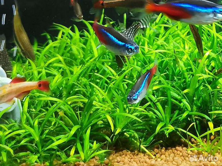 Аквариумные растения Эхинодорус нежный