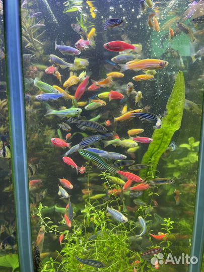 Аквариумные рыбки, аксолотли