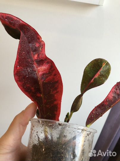 Кротон мамми