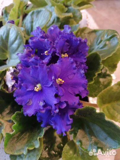 Фиалки цветущие, Толстянка