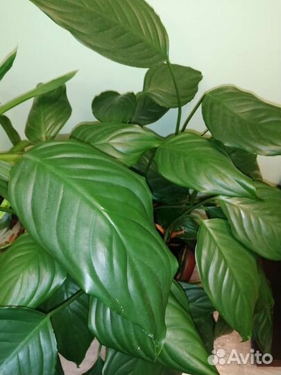 Спатифиллум крупный