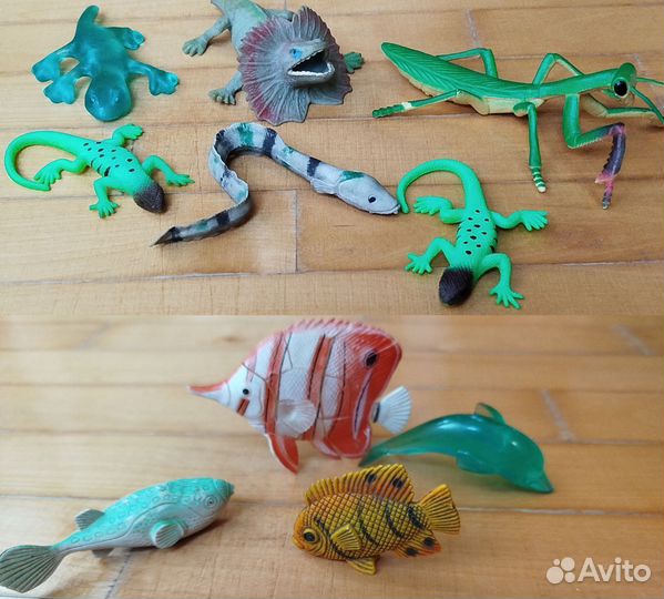 Животные Насекомые Рыбы