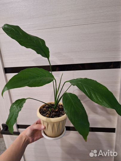 Аглаонема, сциндапсус, фикус, спатифиллум