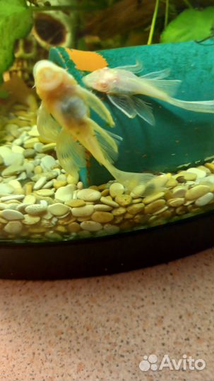 Сомики анциструсы