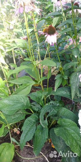 Эхинация пурпурная