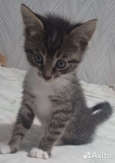 Котята в добрые руки в дар