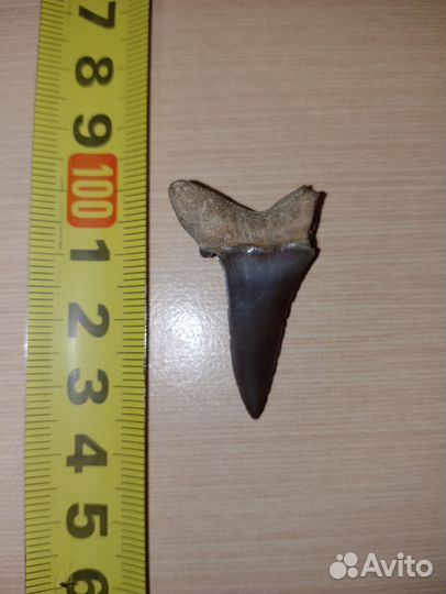 Окаменелости зубы