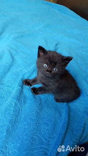 Котята Бомбейской породы