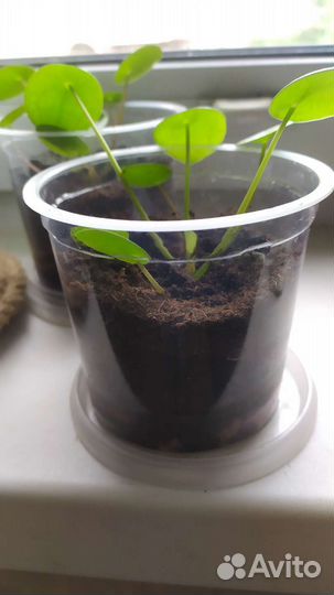 Пилея пеперомиевидная