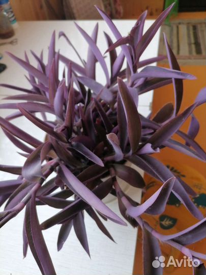 Традесканция